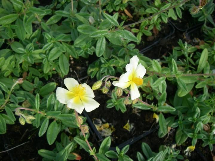 Helianthemum  'Elfenbeinglanz'