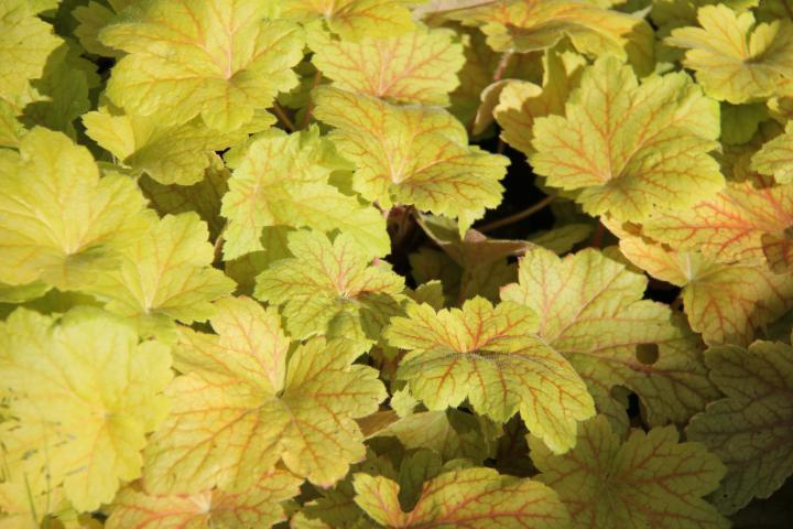 Heuchera  'Electric Lime' ®