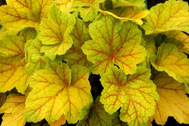 Heuchera  'Electric Lime' ®