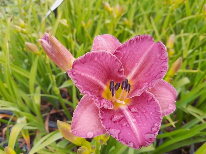 Hemerocallis  'Entrapment'