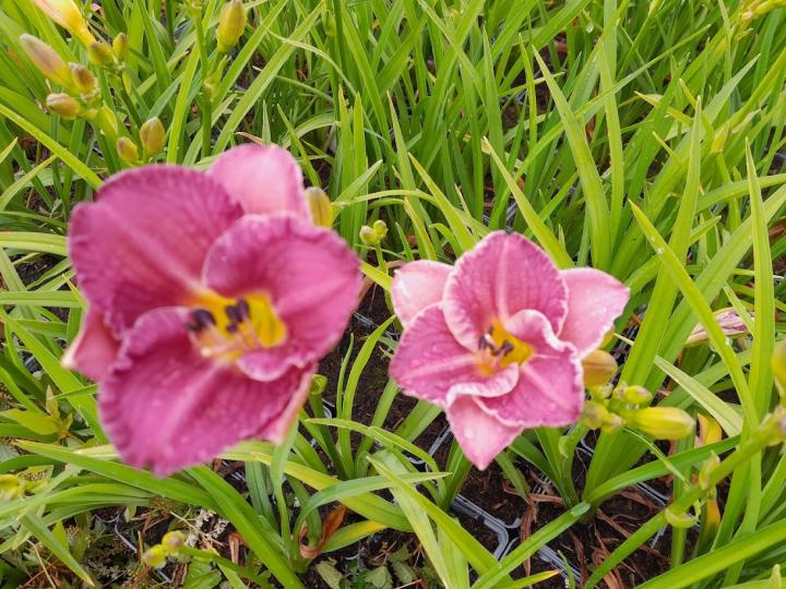 Hemerocallis  'Entrapment'