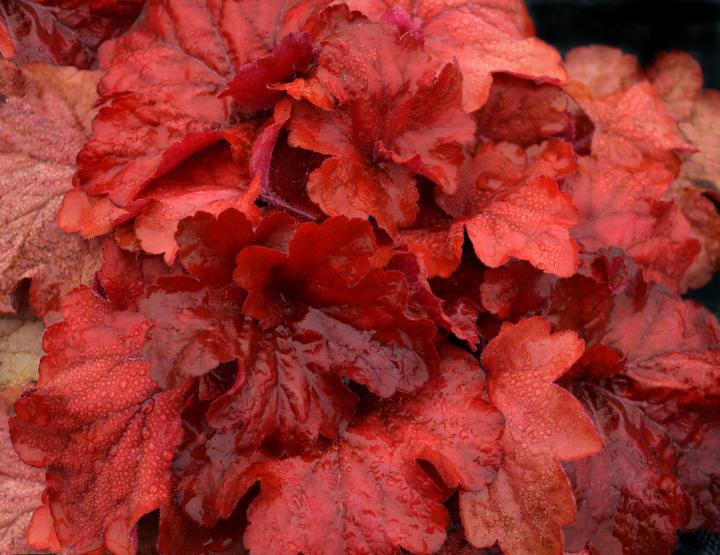 Heuchera  'Fire Alarm' PBR