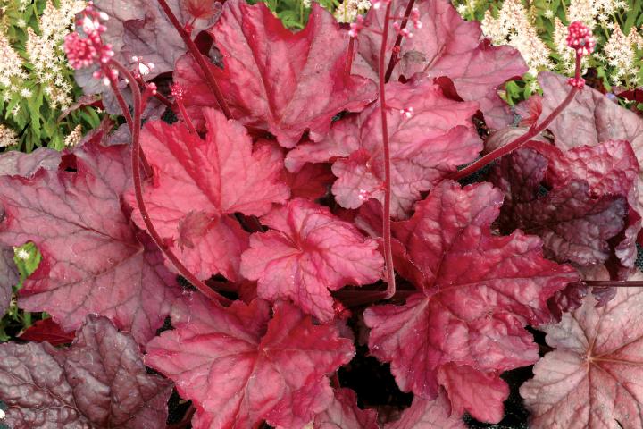 Heuchera  'Fire Chief' ®