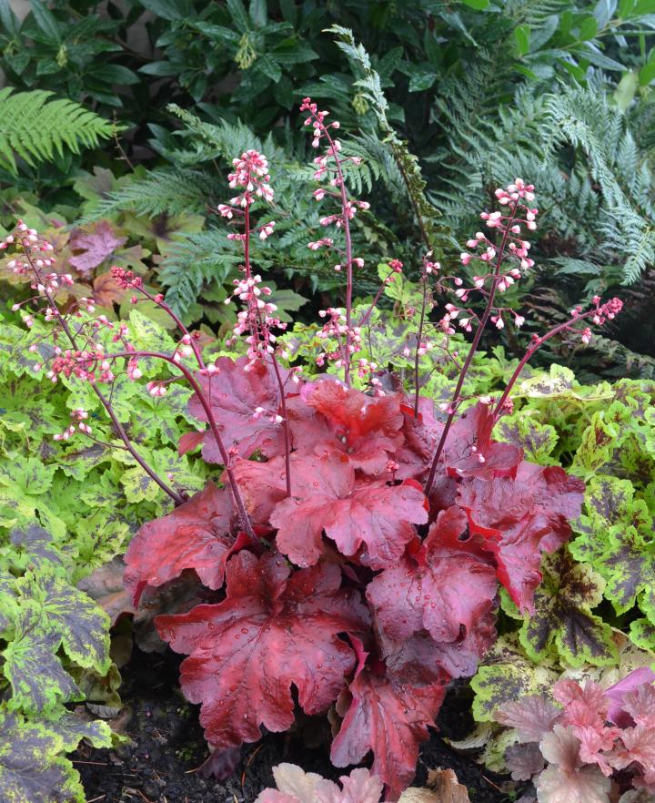 Heuchera  'Fire Chief' ®