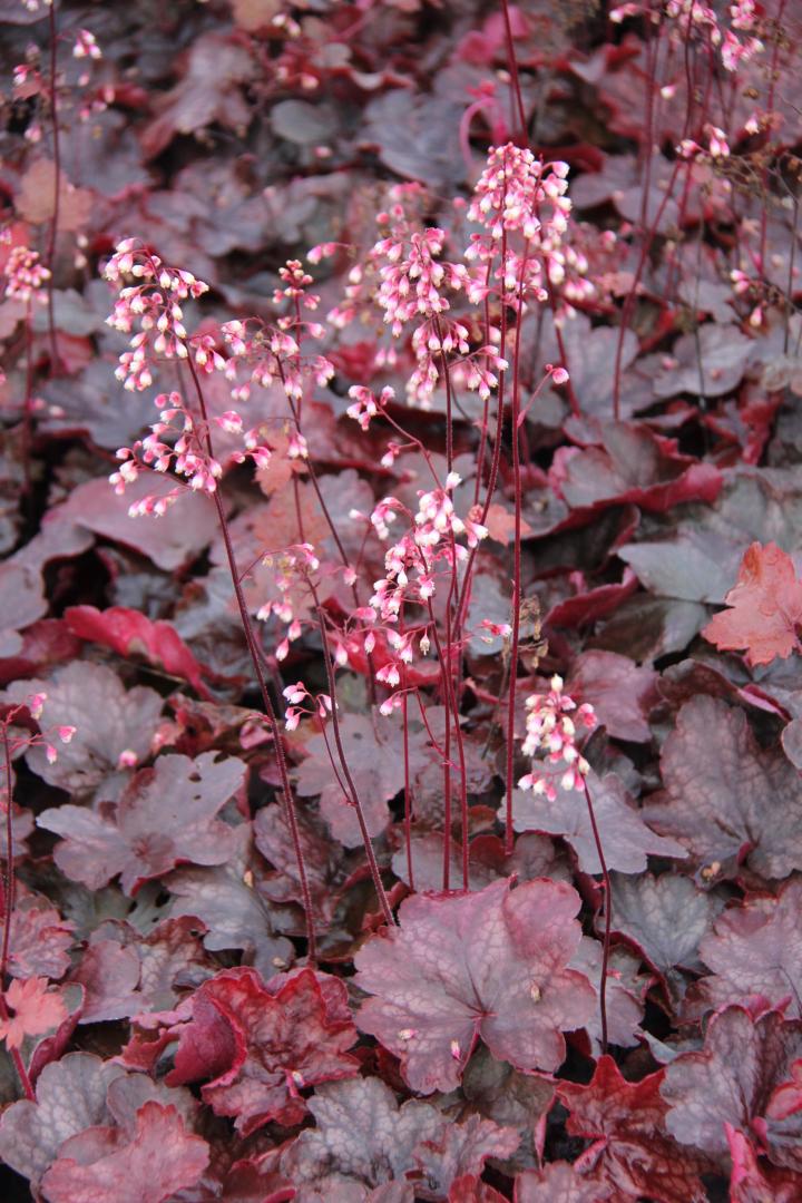 Heuchera  'Fire Chief' ®