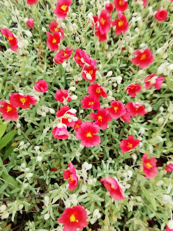 Helianthemum  'Fire Dragon'