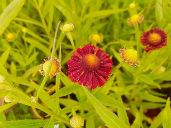Helenium 'Feuerspiegel'