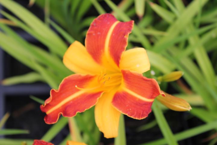 Hemerocallis  'Frans Hals'