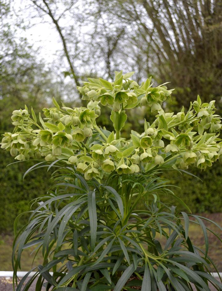 Helleborus foetidus