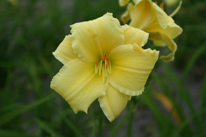 Hemerocallis  'Fragrant Returns'