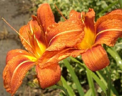 Hemerocallis fulva