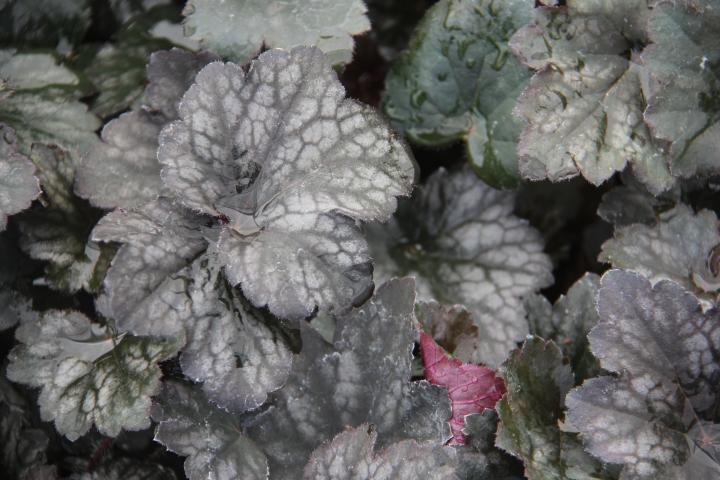 Heuchera  'Frosted Violet Dream' PBR