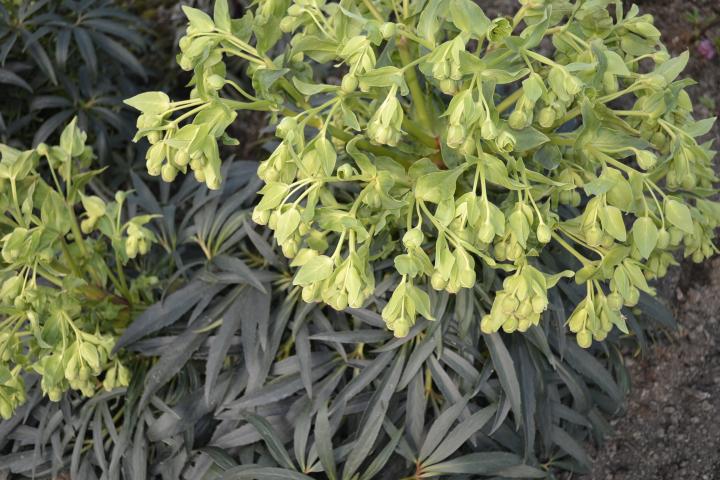 Helleborus foetidus 'Wester Flisk'