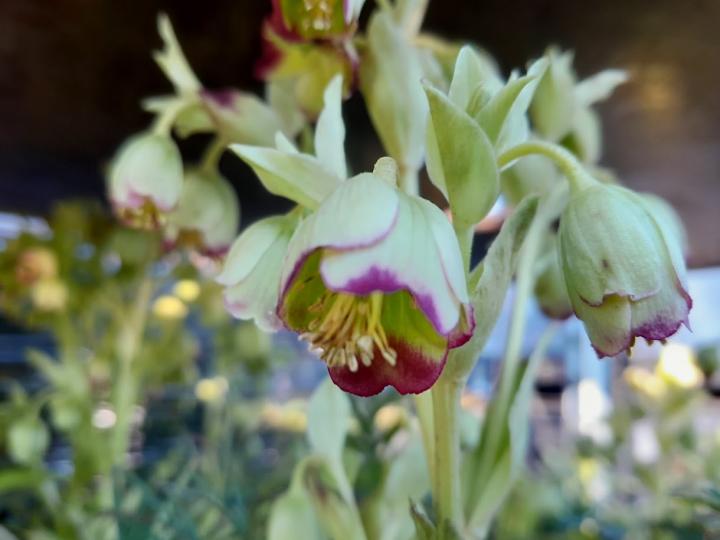 Helleborus foetidus 'Wester Flisk'