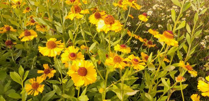 Helenium 'Goldrausch'
