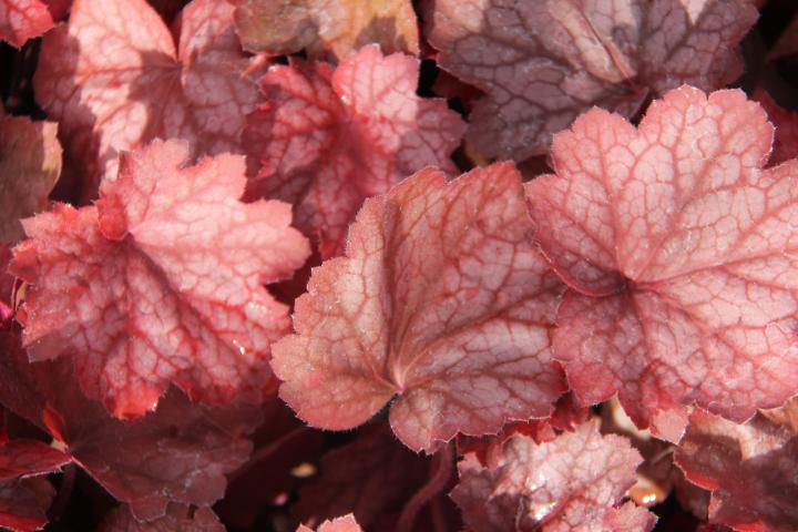 Heuchera  'Georgia Peach' ®