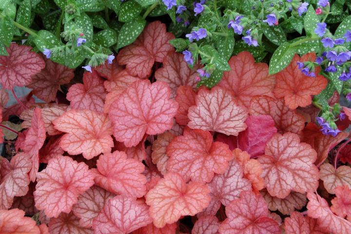 Heuchera  'Georgia Peach' ®