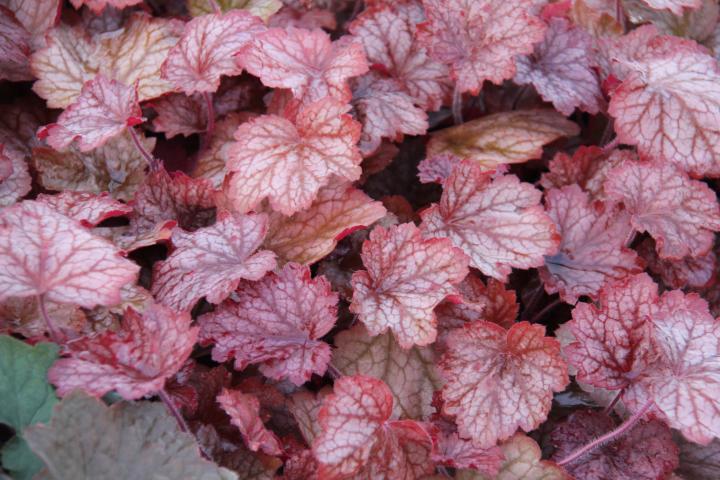 Heuchera  'Georgia Peach' ®