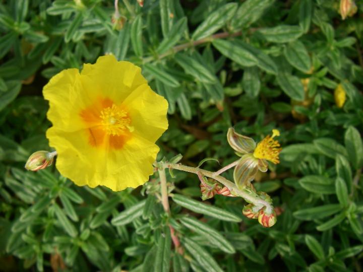 Helianthemum  'Golden Queen'