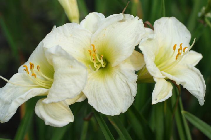 Hemerocallis  'Gentle Shepherd'