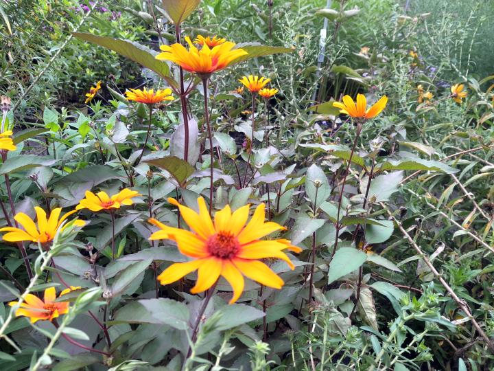Heliopsis helianthoides 'Burning Hearts'