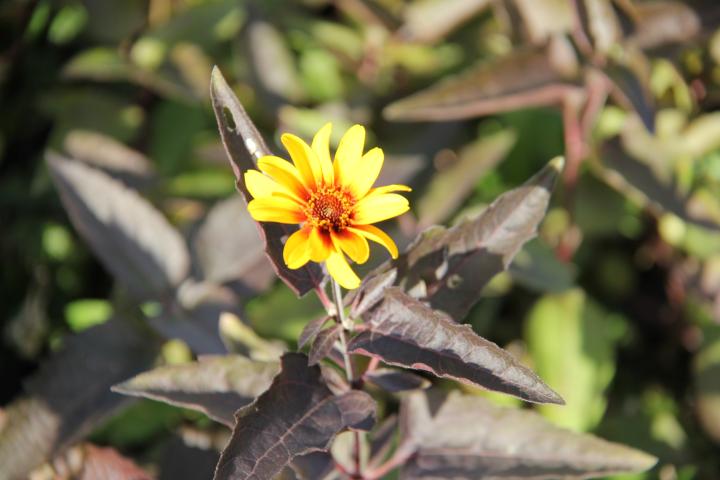 Heliopsis helianthoides 'Burning Hearts'