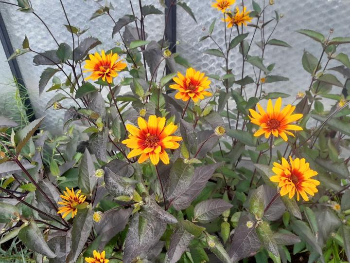 Heliopsis helianthoides 'Burning Hearts'