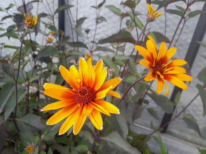 Heliopsis helianthoides 'Burning Hearts'