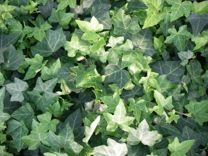Hedera helix