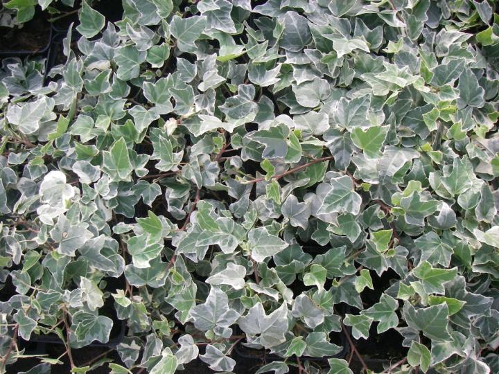 Hedera helix 'Glacier'