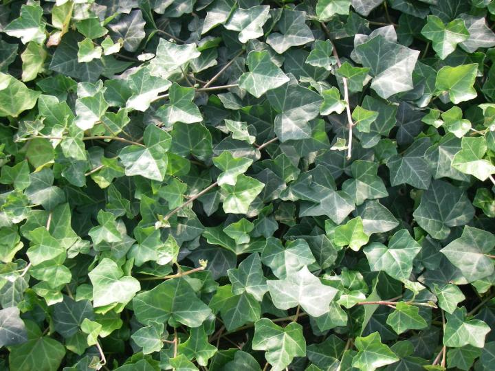 Hedera helix 'Hibernica'