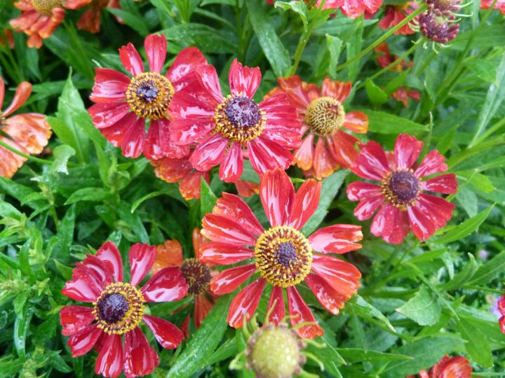 Helenium  'Hot Lava'