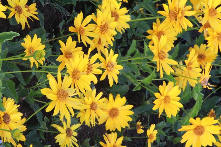 Heliopsis helianthoides 'Mars'