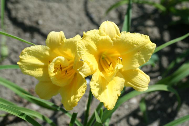 Hemerocallis  'Happy Returns'