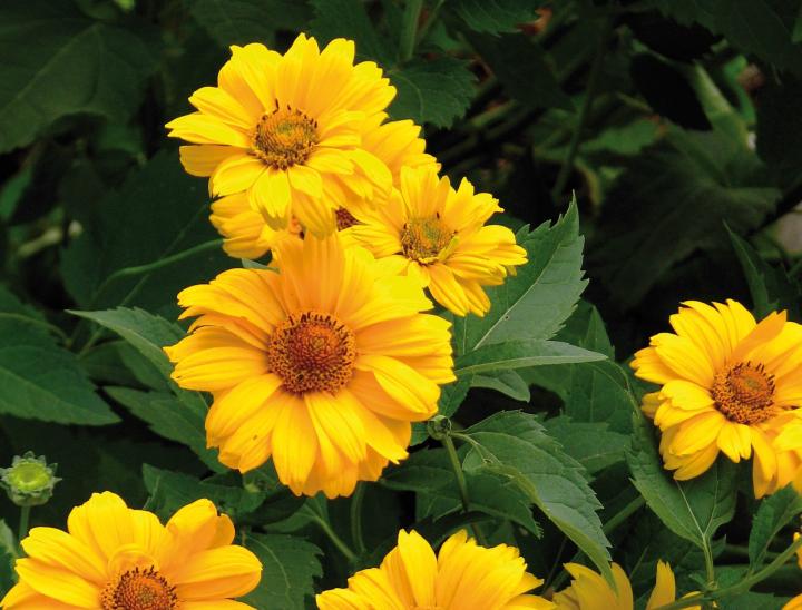 Heliopsis helianthoides 'Summer Sun' (var. scabra)