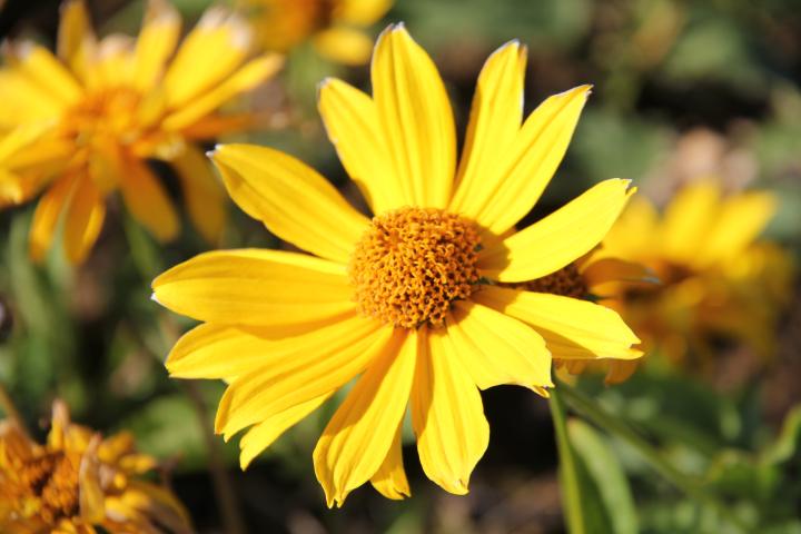 Heliopsis helianthoides 'Venus'