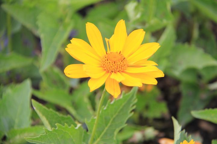 Heliopsis helianthoides 'Venus'