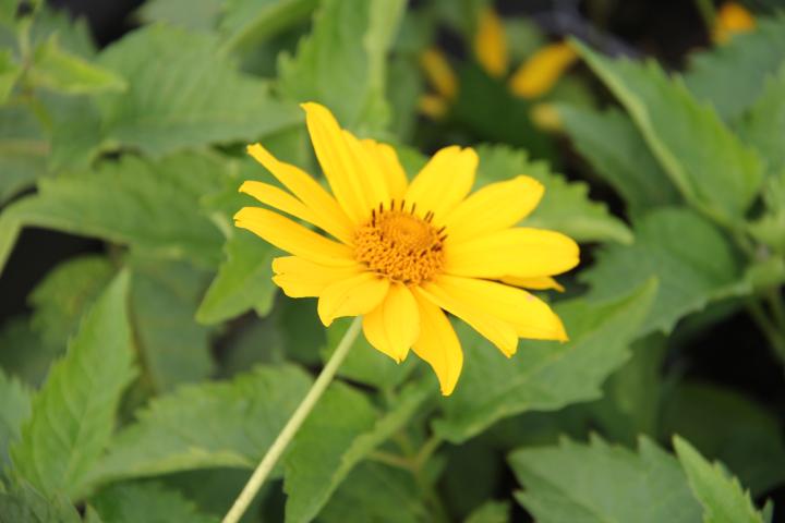 Heliopsis helianthoides 'Venus'