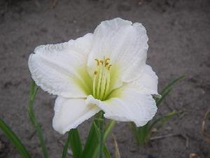 Hemerocallis  'Ice Carnival'