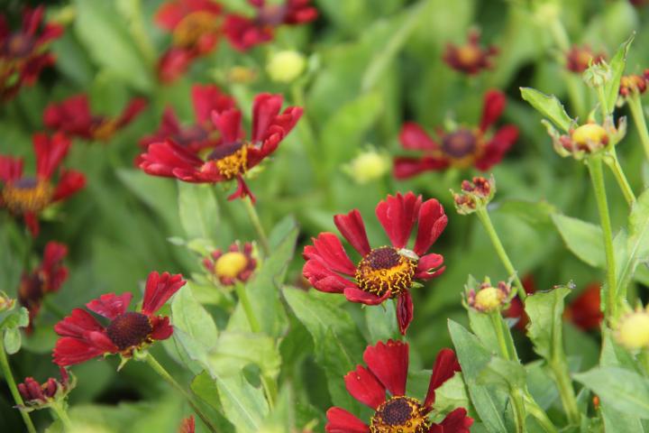 Helenium  'Indianersommer'
