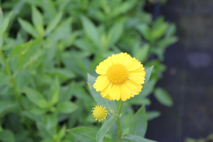 Helenium  'Kanaria'