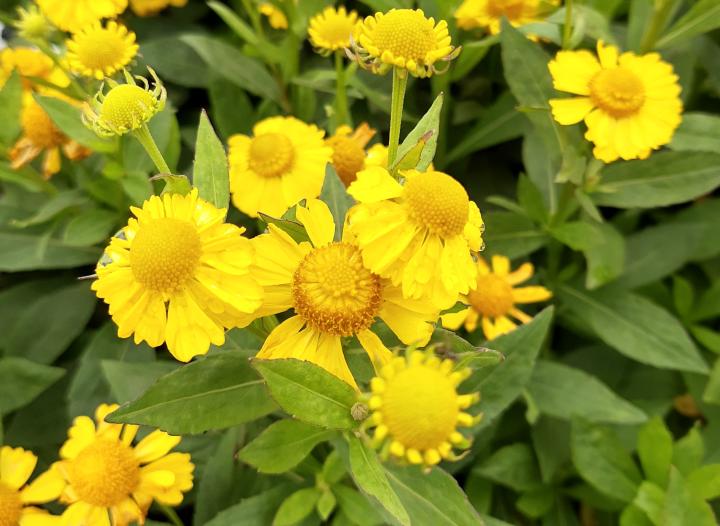 Helenium  'Kanaria'