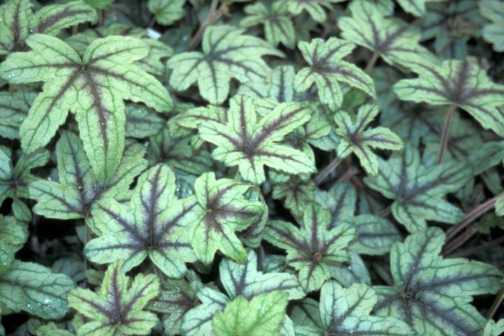 Heucherella  'Kimono' ®