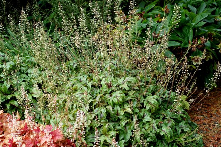Heucherella  'Kimono' ®
