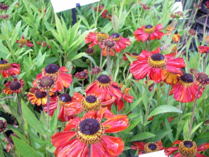 Helenium  'Kupferzwerg'