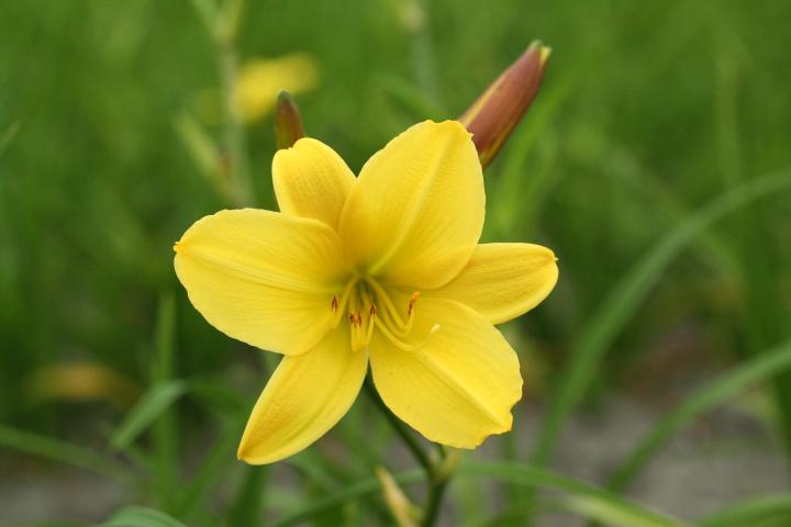 Hemerocallis  'Lemon Bells'
