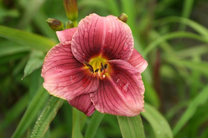 Hemerocallis  'Little Grapette'