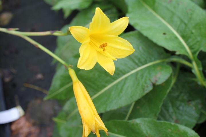 Hemerocallis lilioasphodelus (flava)