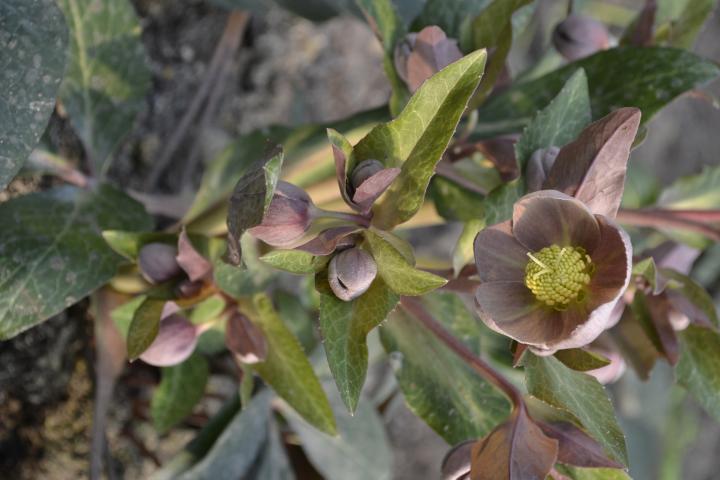 Helleborus lividus