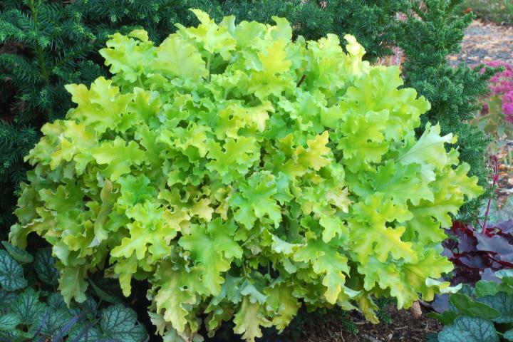 Heuchera  'Lime Marmalade' ®
